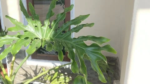 Jagged philo plants Stock Footage 247839677