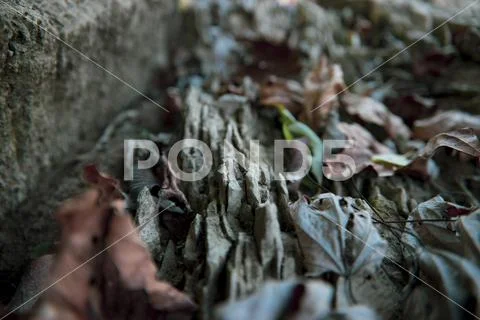 Jagged rocks with a green leaf surrounded by dead leaves Stock Photos