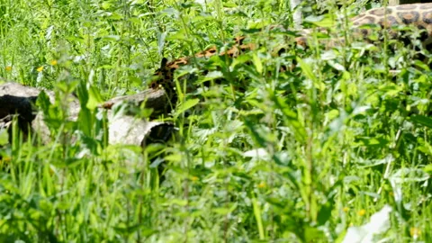 Jaguar 1 Stock Footage 197111896