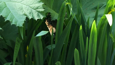 Jaguar 2 Stock Footage 197111837