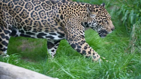 Jaguar 4k Stock Footage 88369099