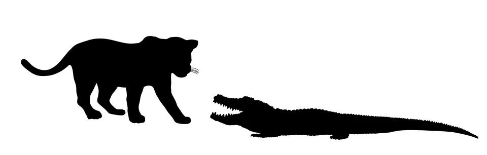 Jaguar attack alligator vector silhouette illustration isolated. Stock Illustration