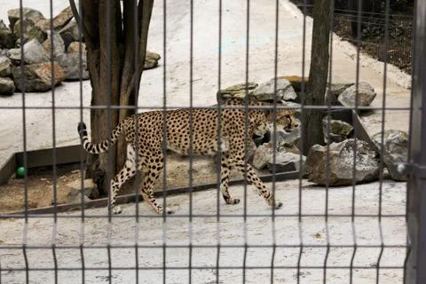 Jaguar behind bars. Photos