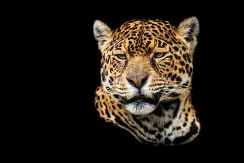 Jaguar with a black background Foto stock