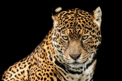 Jaguar with a black background 写真素材