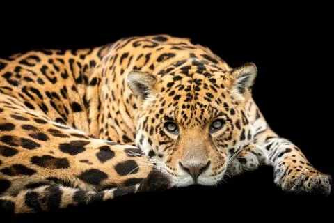 Jaguar with a black background Stock Photos