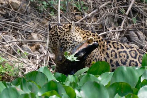 Jaguar with caiman Stock Photos