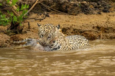 Jaguar with Caiman Stock Photos