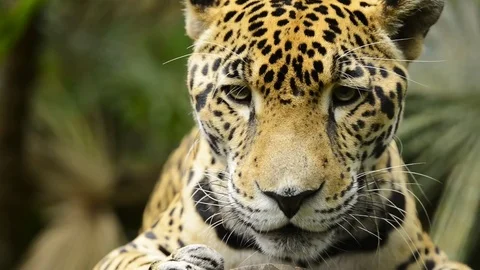 Jaguar Cat Close Up Stock Footage 84982939