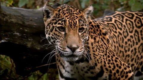 Jaguar, Cat | Stock Video | Pond5