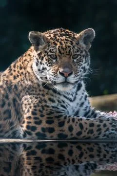 Jaguar cat 스톡 사진