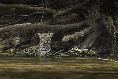 Jaguar checking surrounding while on the hunt in the river Stock Photos