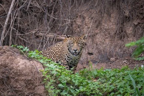 Jaguar checking surroundings Stock Photos