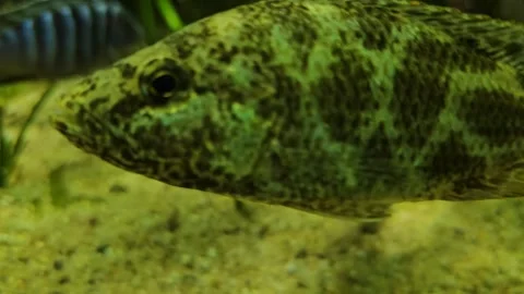 Jaguar cichlid fish floating Stock Footage 296850387