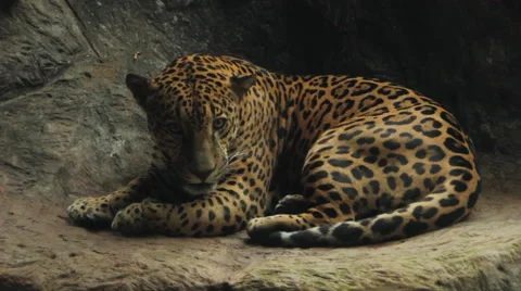 Jaguar Cleans Itself in the Shade Video stock 60954828