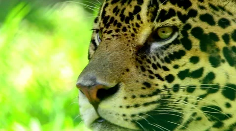 Jaguar Close Up Stock Footage 46765479