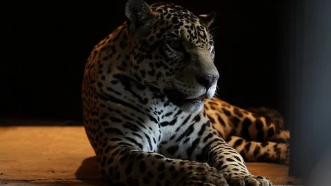 Jaguar - close up Stock Footage 121532194