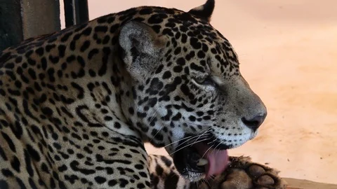 Jaguar - close up Stockbeeldmateriaal 121533722