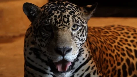 Jaguar - close up 库存影片 121534129