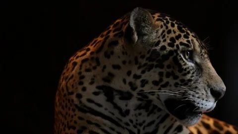 Jaguar - close up Stockbeeldmateriaal 121535863