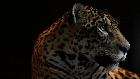 Jaguar - close up Stockbeeldmateriaal 121535895