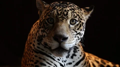 Jaguar - close up Vidéo 121537899