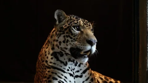 Jaguar - close up Stockbeeldmateriaal 121538286