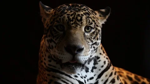 Jaguar - close up - portrait Stock Footage 121536192