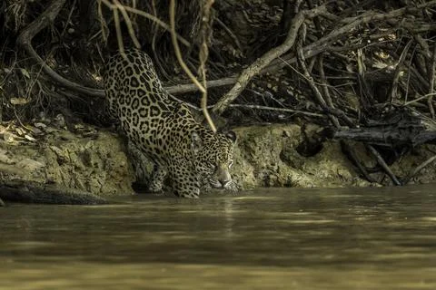 Jaguar commencing hunt in the Cuiaba river Stock Photos