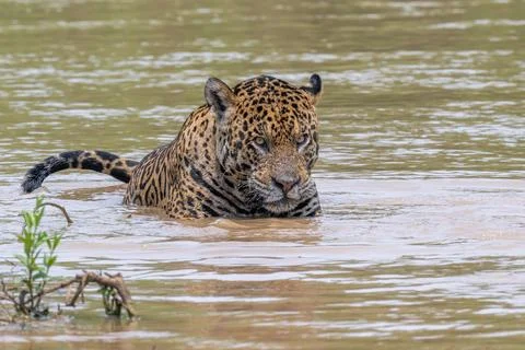 Jaguar crouched in a river Stock Photos