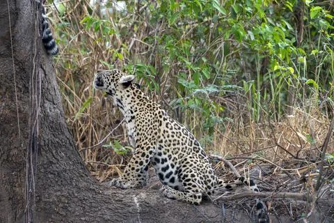 Jaguar cub on base of tree 스톡 사진