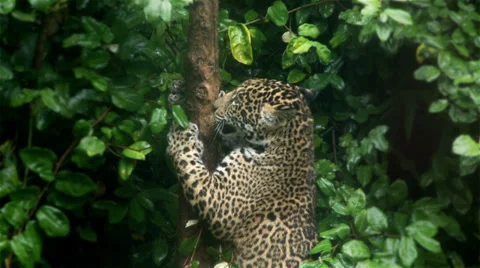 Jaguar Cub Stock-Footage 29111883