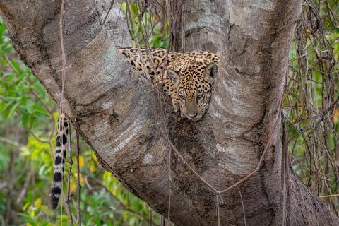 Jaguar cub in the fork of a tree Stock Photos