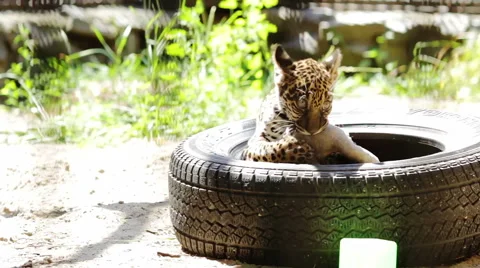 Jaguar cub playing with a soft toy Stock Footage 40431264
