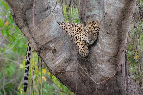 Jaguar Cub in a tree Stock Photos