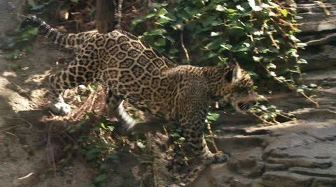 Jaguar Cubs Stock-Footage 26732523