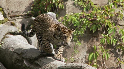 Jaguar Cubs Stock-Footage 27140926