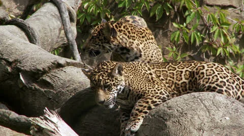 Jaguar Cubs Stock-Footage 27141117