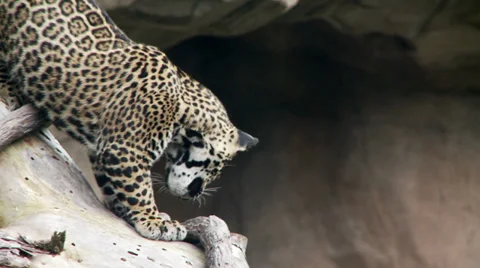 Jaguar Cubs Stock-Footage 27734821