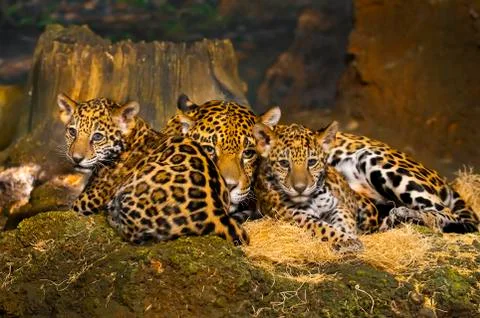 Jaguar cubs Stock Photos