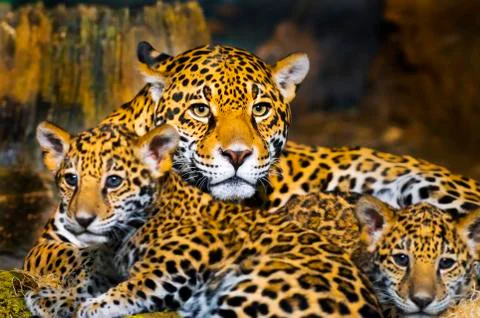 Jaguar cubs Stock Photos