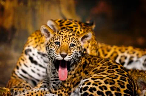 Jaguar cubs Stock Photos