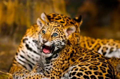 Jaguar cubs Stock Photos