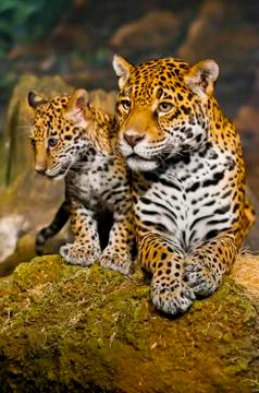 Jaguar cubs Stock Photos