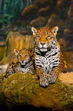 Jaguar cubs Stock Photos