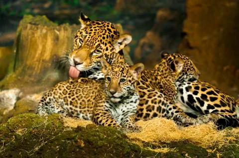 Jaguar cubs Stock Photos
