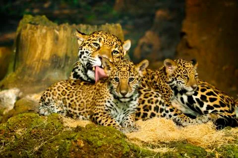 Jaguar cubs Stock Photos