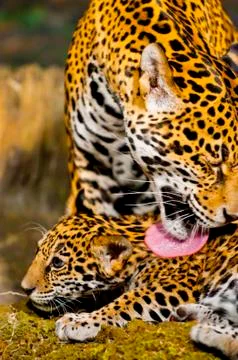 Jaguar cubs Stock Photos