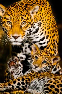 Jaguar cubs Stock Photos
