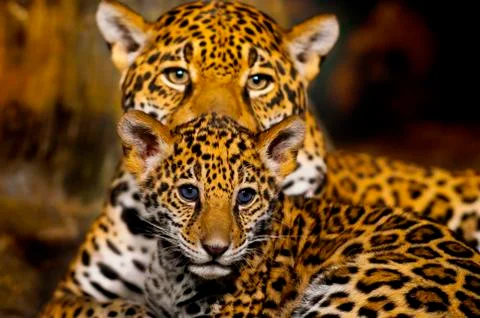 Jaguar cubs Stock Photos